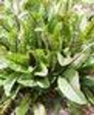 Rumex