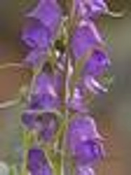 Aconitum