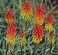 Kniphofia