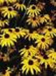 Rudbeckia