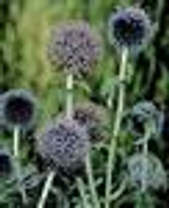 Echinops