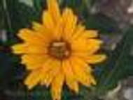 Heliopsis