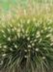 Pennisetum