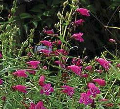 Penstemon x mexicale 'Red Rocks' shipped from Grower to your door