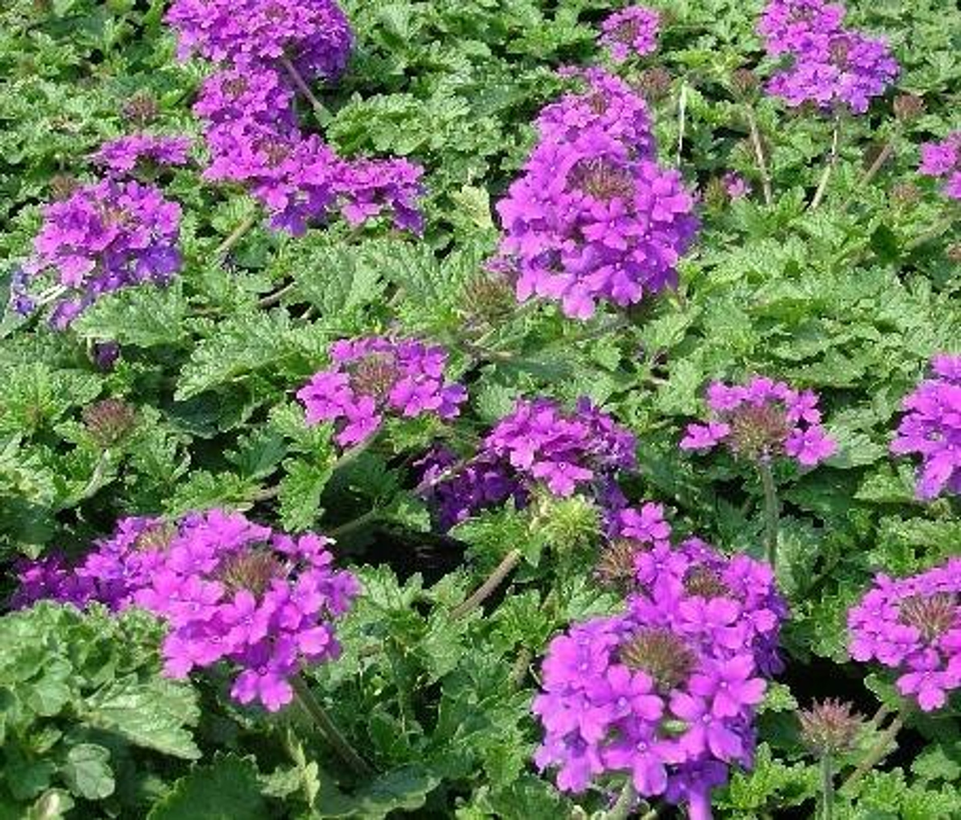 Verbena x. 'Homestead' Purple - Perennial Plant Sale shipped from ...