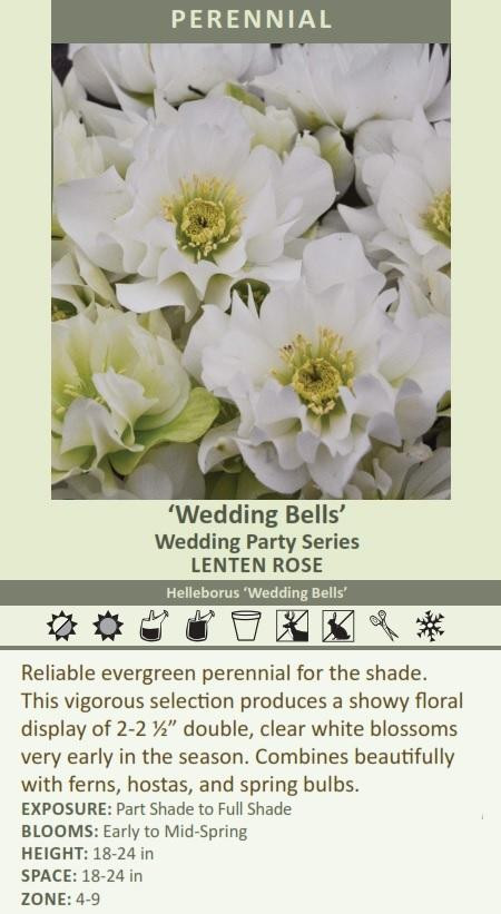 Helleborus &lsquo;Wedding Bells&rsquo; shipped from Grower to your door
