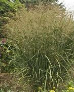 Panicum virgatum 'Thundercloud' shipped from Grower to your door