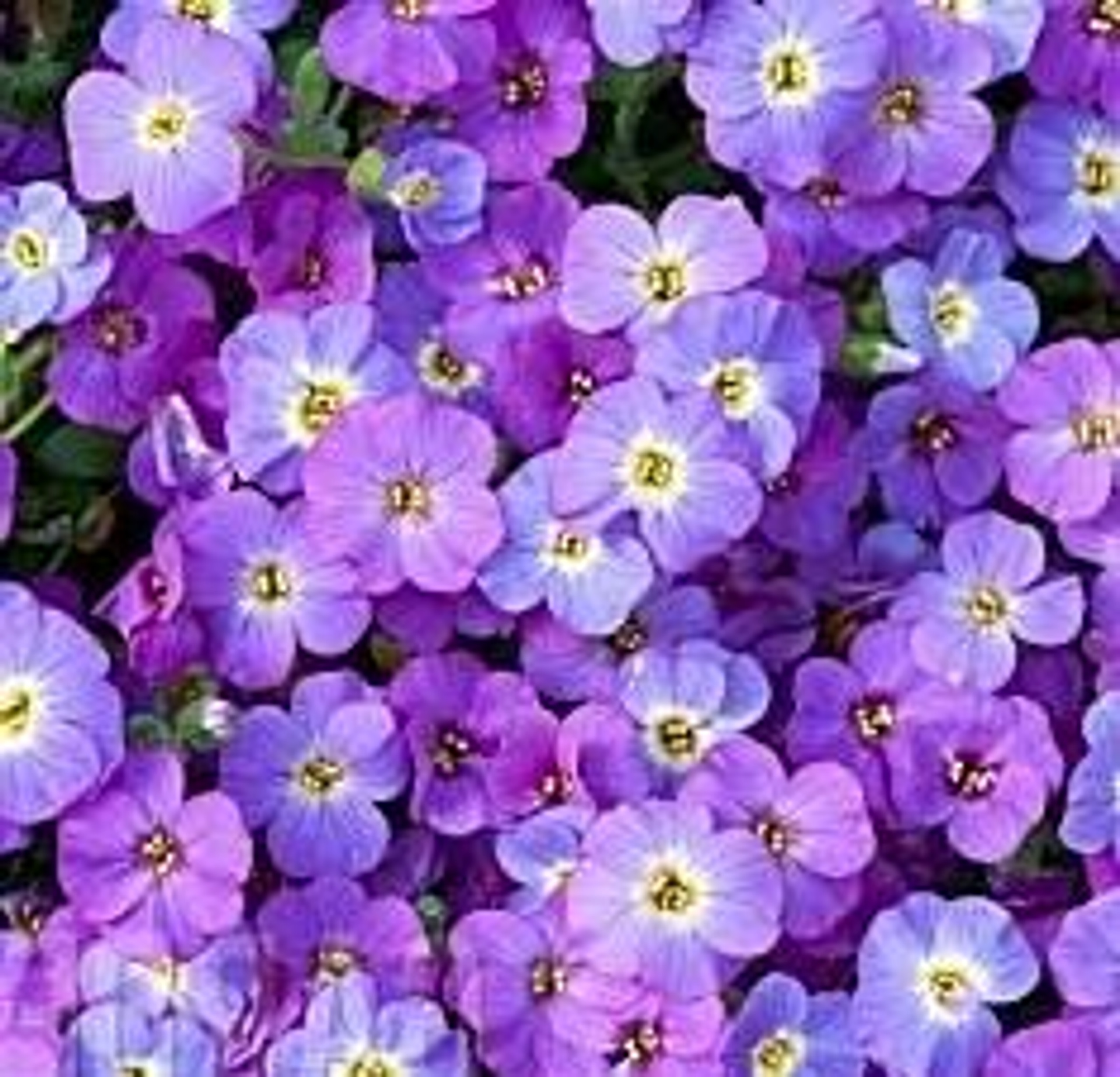Aubrieta Axcent 'Blue with Eye' | Perennial Plant Sale | Bloomin ...