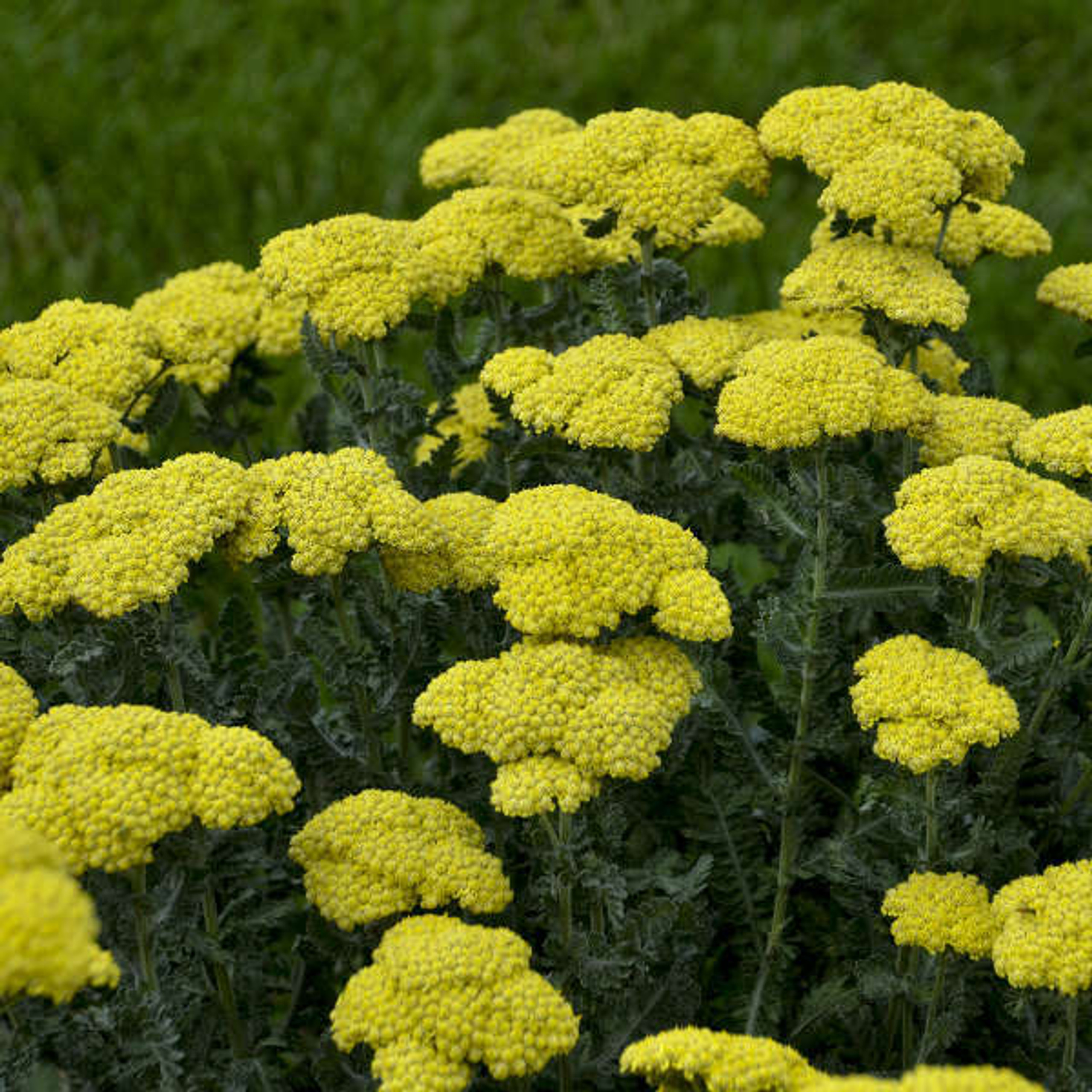 Achillea 'Sassy Summer Silver' shipped from Grower to your door