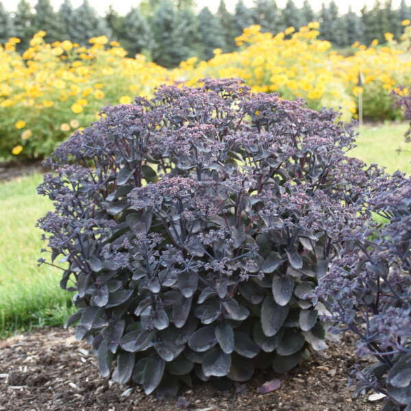 Sedum Back in Black shipped from Grower to your door