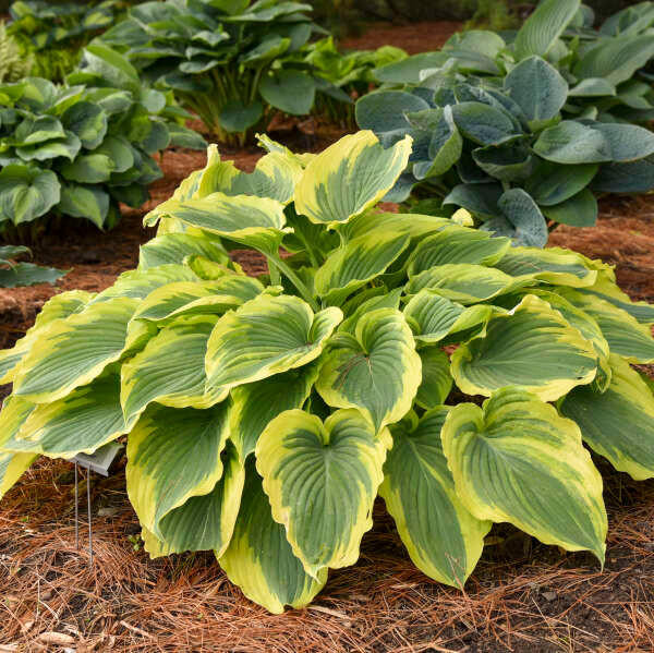Hosta Trendsetter shipped from Grower to your door