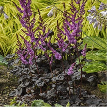 ​Astilbe 'Dark Side of the Moon' - National Garden Bureau 2023 Green Thumb Award Winner