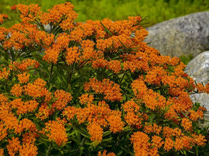 Beautiful, useful, and easy-to-grow Asclepias tuberosa