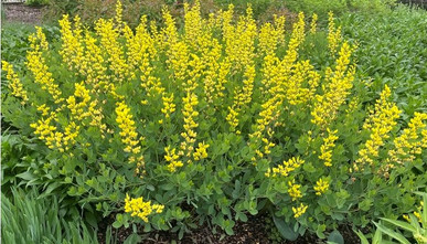 Baptisia Is To Dye For!