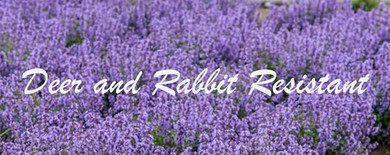 What is a 100% deer and rabbit-proof plant?