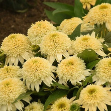 Echinacea purpurea and hybrids
