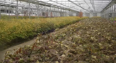 Resistant to drought, critters and pests with charming flowers and colorful leaves – its Epimedium Resistant to drought, critters and pests with charming flowers and colorful leaves – its Epimedium