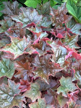 Heuchera 'Palace Purple'