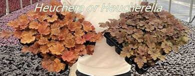 Heucheras or Heucherellas?