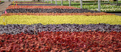 Top New Plants for 2024