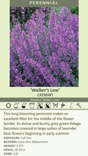 What is so low about Nepeta ‘Walker’s Low’?