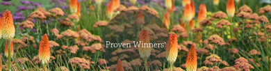 New Proven Winners® Perennials for 2024-2025 Announced