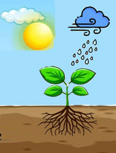 Perennial Plants and Their Environment