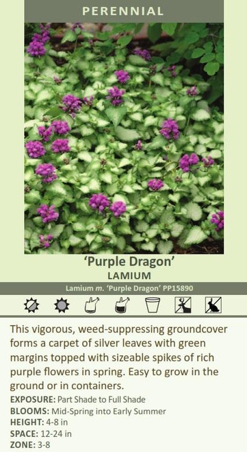Lamium maculatum Purple Dragon PP15890 30ct Flat