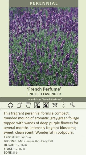 Lavandula a French Perfume 30ct Flat