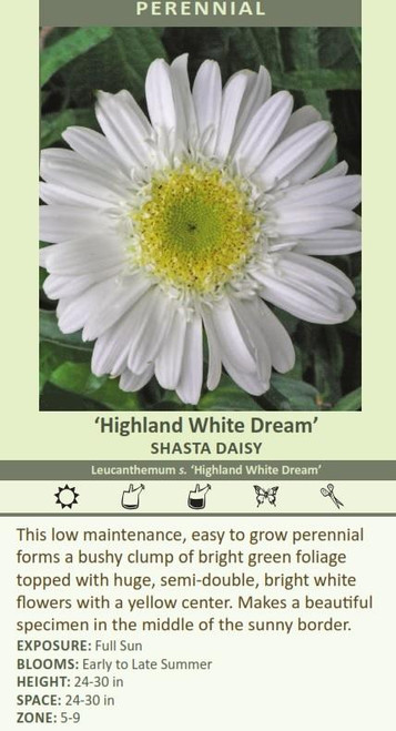 Leucanthemum superbum Highland White Dream 30ct Flat
