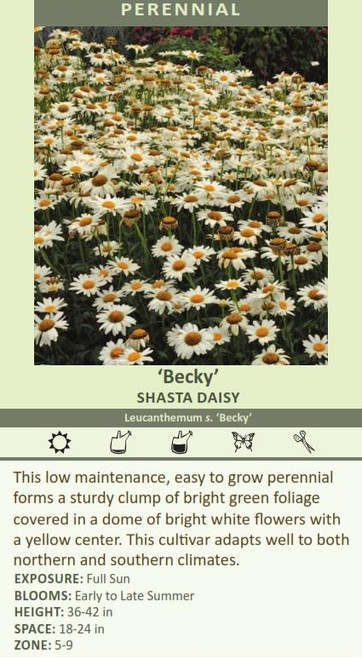 Leucanthemum superbum Becky 30ct Flat