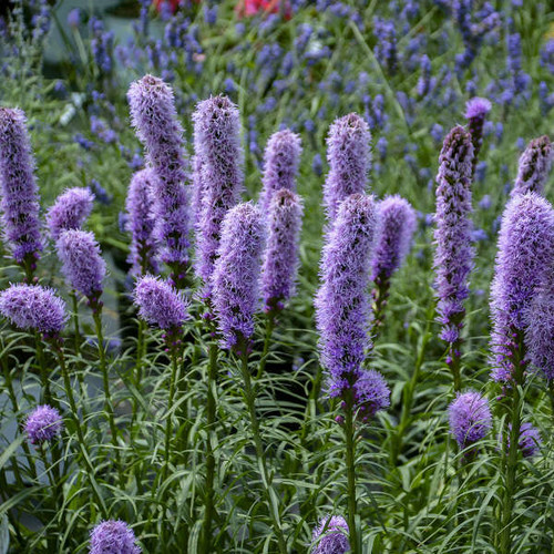 Liatris spicata Kobold Original 25 BR Plants Liatris spicata Kobold Original 25 BR Plants