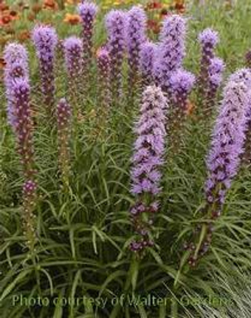 Liatris spicata Kobold Original 25 BR Plants