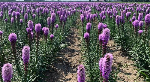 Liatris spicata 'Kobold Original' shipped from Grower to your door