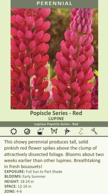 Lupinus Popsicle Series Red 30ct Flat