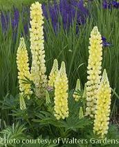 Lupinus Popsicle Series Yellow 30ct Flat