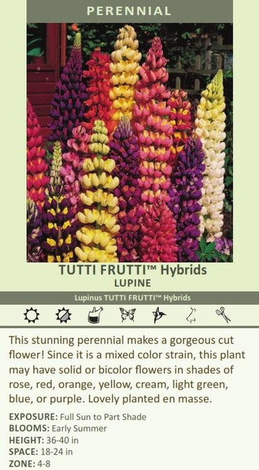 Lupinus Tutti Frutti Hybrids 30ct Flat