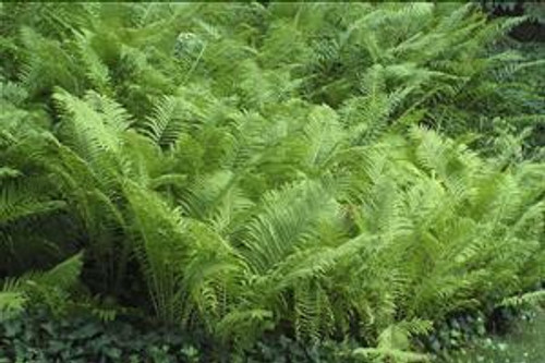 Matteuccia struthiopteris 20ct Flat