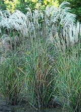 Miscanthus sinensis Huron Star 20ct Flat