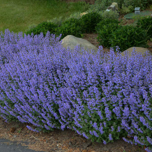 Nepeta f. 'Purrsian Blue' PP24788 (25) BR Plants