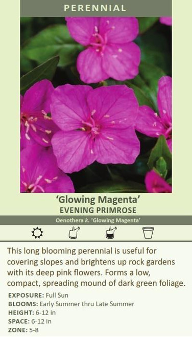 Oenothera k Glowing Magenta 30ct Flat