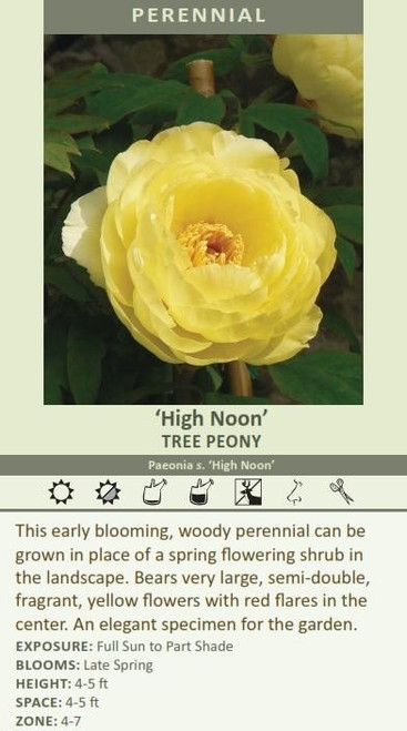 Paeonia Tree s High Noon 10 Plants