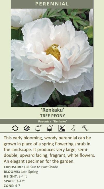 Paeonia Tree s Renkaku 10 Plants