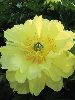 Paeonia Bartzella Itoh Intersectional 10 Plants
