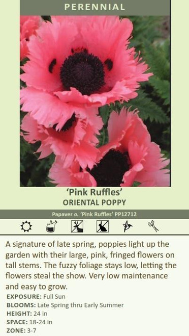 Papaver orientale Pink Ruffles PP12712 30ct Flat
