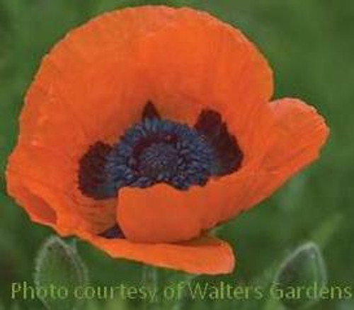 Papaver orientale Prince of Orange 30ct Flat