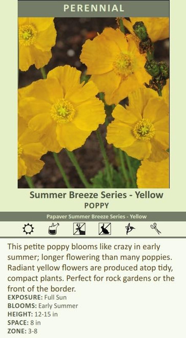 Papaver Summer Breeze Series - Yellow 30ct Flat