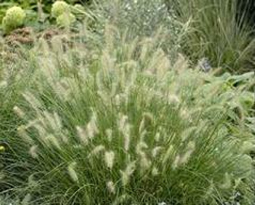 Pennisetum alopecuroides Hameln 25 BR Plants