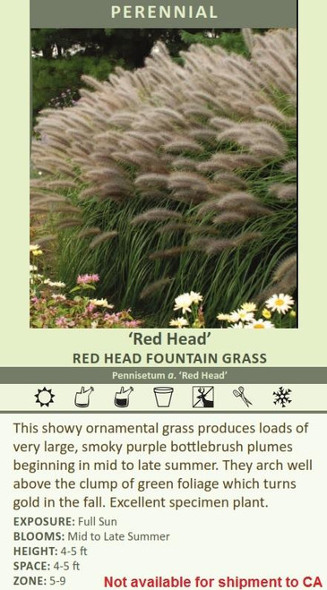 Pennisetum alopecuroides Red Head 30ct Flat