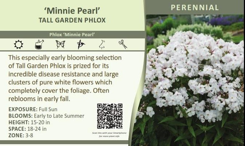 Phlox Minnie Pearl 25 BR Plants